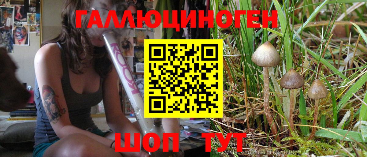 Псилоцибиновые грибы MAGIC MUSHROOMS  Вход с VPN  Киселёвск 